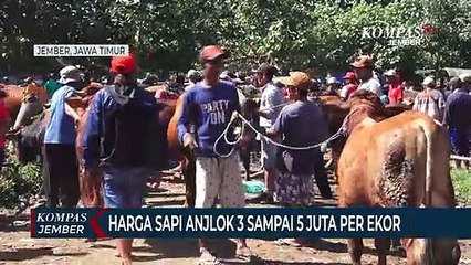 Harga Sapi Anjlok 3 Sampai 5 Juta Per Ekor Karena PMK