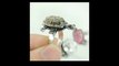 Tortoise ring benefits ( कछुआ अंगूठी क्यों पहनी चाहिए)  ये 3 राशियां कछुए की अंगूठी ना पहने