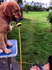 Super Dogs And Cats Reaction Videos 2022 #10