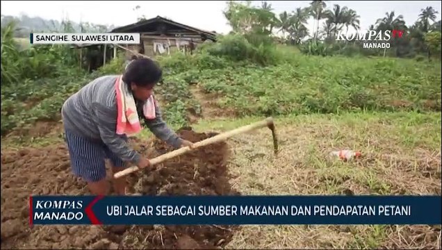 Ubi Jalar Sebagai Sumber Makanan Dan Pendapatan Petani