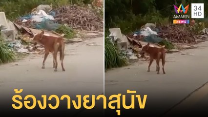 ชาวบ้านร้อง สุนัขถูกวางยาทิ้งใต้สะพาน | ข่าวเที่ยงอมรินทร์ | 25 มิ.ย.65