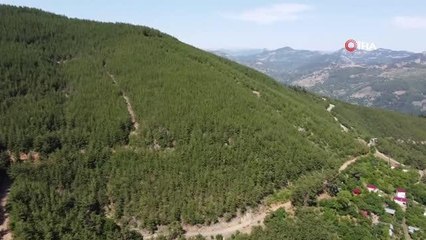 10 yıl önce küle dönen kızılçam alanı yeniden ormana dönüştü