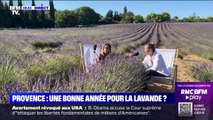 Provence: une bonne année pour la lavande?