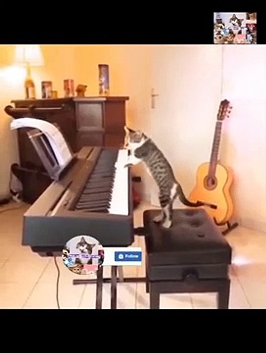 kucing lucu dan unik1