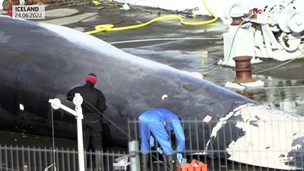 Iceland's last whale hunter brings home its first fin whale in almost four years