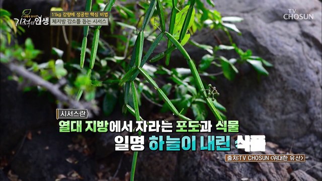 식욕 억제 체지방 분해 효과가 있는 ‘시서스’ TV CHOSUN 20220625 방송