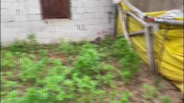 Evin bahçesini kenevir tarlasına çevirdiler: 1'i kadın 4 kişi suçüstü yakalandı