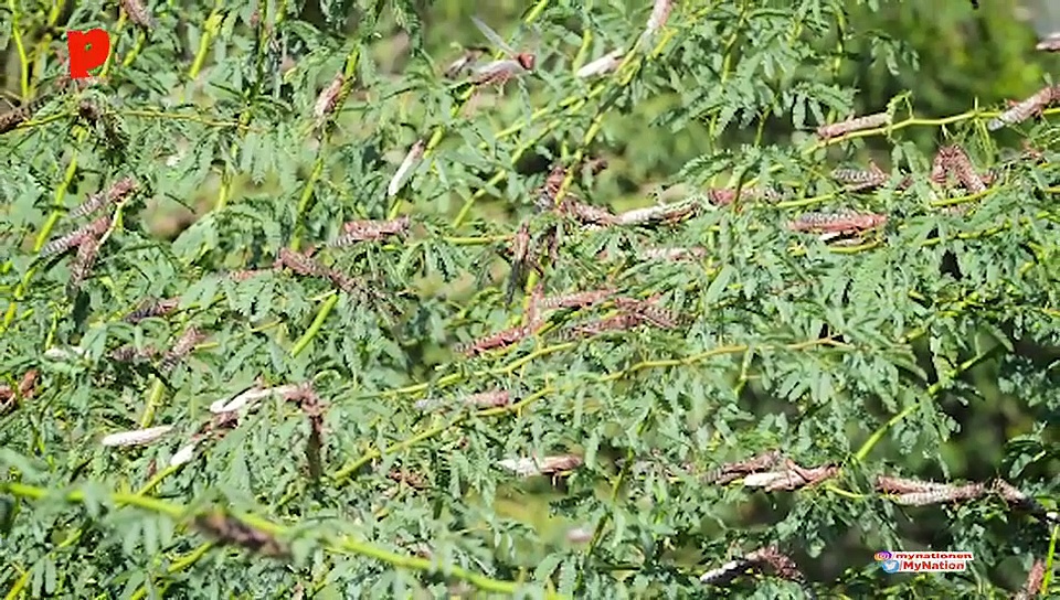 How the desert locusts wreak havoc!