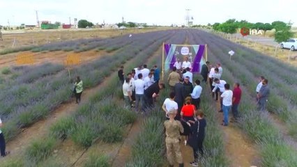 Suriye sınırında "Lavanta Tarla" günleri