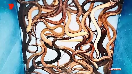 Even as world battles coronavirus, China restarts selling bats!