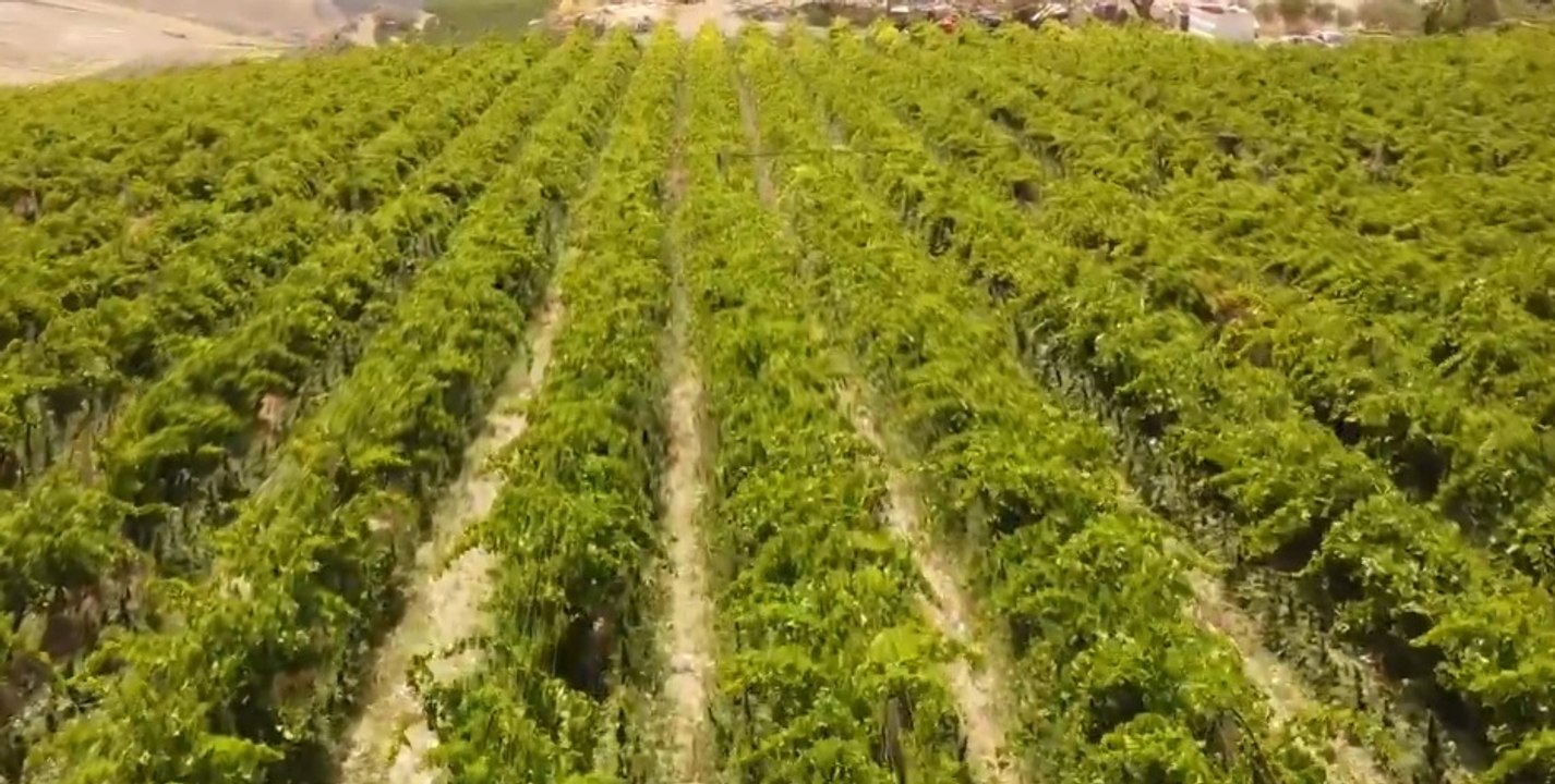 Riesi (CL) - Piantagione con 20mila piante marijuana "skunk": 11 arresti (25.06.22)