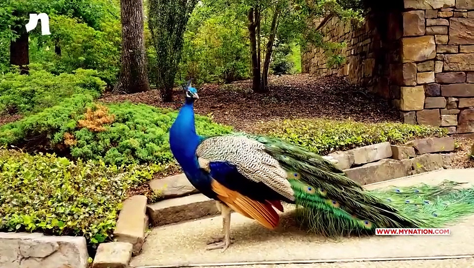 Here's Why Peacock Is The National Bird Of India