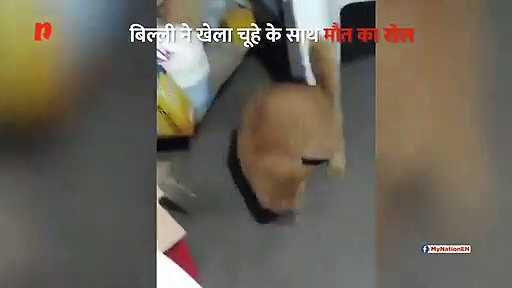 देखिए बिल्ली ने कैसे नचाया चूहे को
