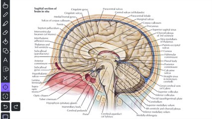 Anatomy of Dural Folds - Falx cerebri  Tentorium cerebelli  Falx cerebelli  Diaphragma sella