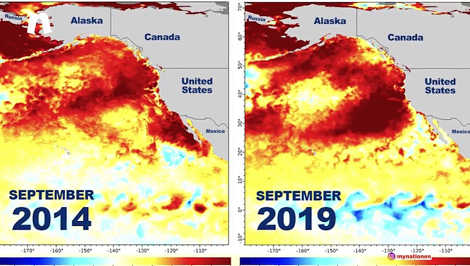 DePress Room | How millions of seabirds are getting killed in the Pacific ocean