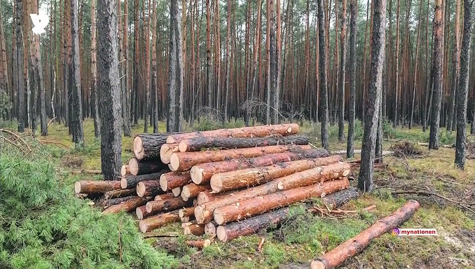 DePress Room | We humans are responsible for Australia fire