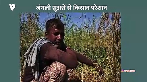 मध्य प्रदेश के पन्ना में जंगली सुअरों से किसान परेशान