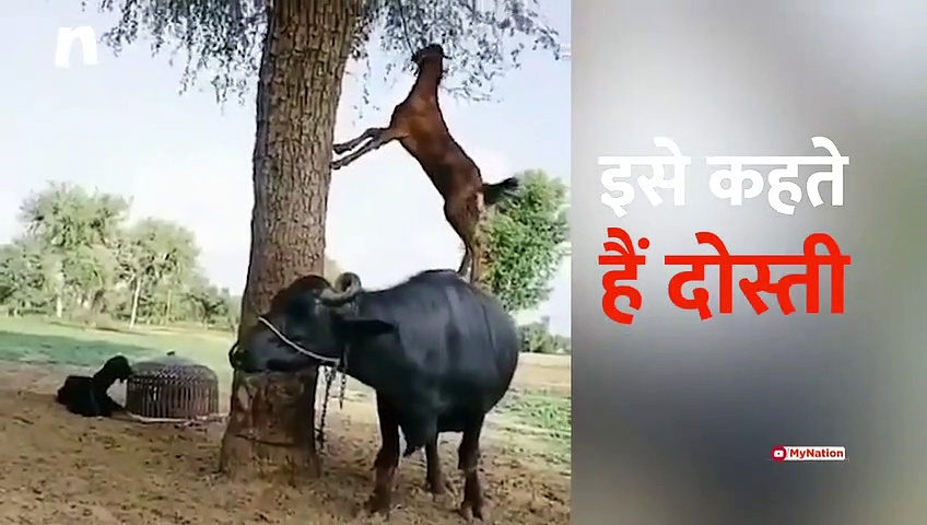 ये दोस्ती हम नहीं तोड़ेंगे.....