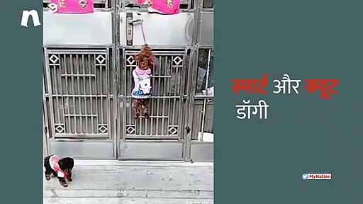 यह हैं स्मार्ट और क्यूट डॉगी