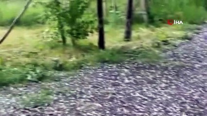 Ağrı'da çiftçiyi korkutan dolu