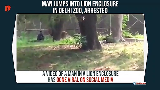 Delhi zoo: 28-year-old man jumps into lion enclosure, arrested