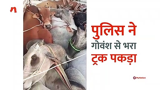 बलिया में पुलिस ने ट्रक से ले जाए जा रहे गोवंश को पकड़ा