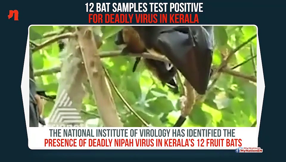 Nipah virus in Kerala: 12 fruit bat samples test positive