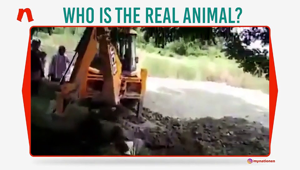 Bihar: Watch how mercilessly a nilgai is buried alive!