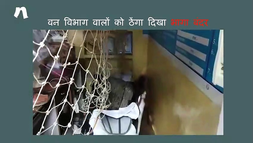 एक बंदर नहीं पकड़ सका वन विभाग का अमला, ठेंगा दिखाकर भागा