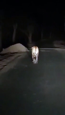 मध्य प्रदेश में सड़क पर आई बाघिन, राहगीरों ने बनाया वीडियो