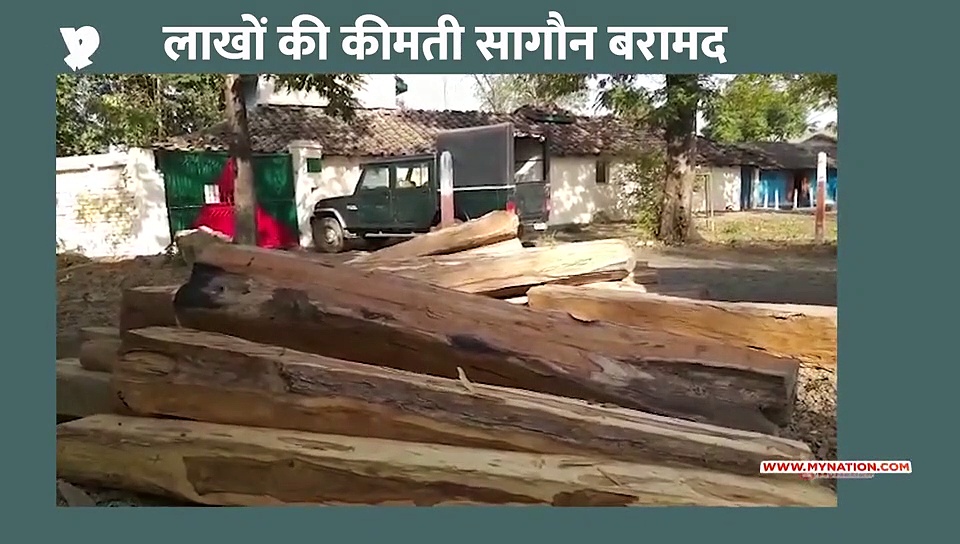 कीमती सागौन बरामद किया गया