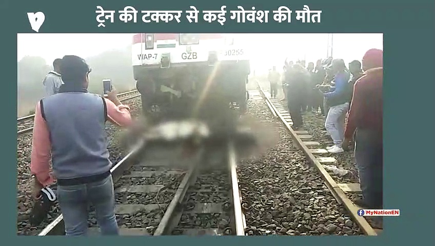 फिरोजाबाद में ट्रेन की टक्कर से गोवंश की मौत