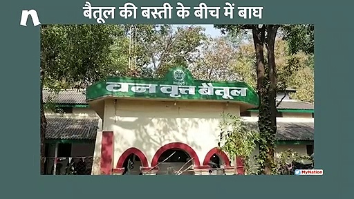 बैतूल में सड़क पर घूम रहा है खतरनाक बाघ