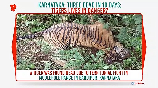 Karnataka: Three tigers dead in ten days; poisoning suspected