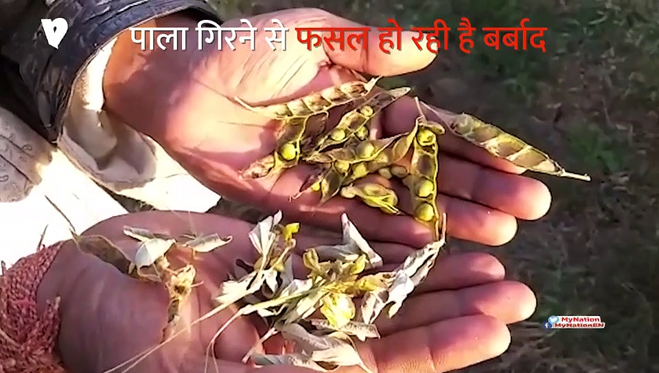 पाला से किसानों की दलहन की फसल बर्बाद
