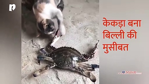 बिल्ली को महंगी पड़ी केंकड़े से छेड़खानी