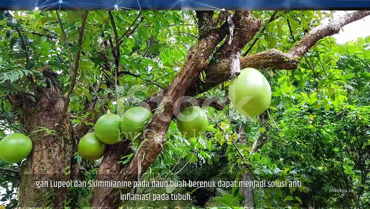 MANFAAT BUAH BERENUK ATAU MAJAPAHIT BAGI KESEHATAN TUBUH