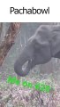 Elephant Enjoys a Relaxing Afternoon #shorts