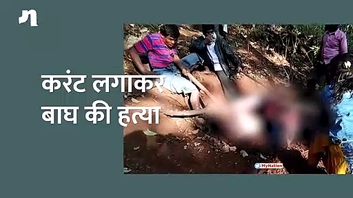 करंट लगाकर किया बाघ का शिकार: अवैध शिकारी हुए गिरफ्तार