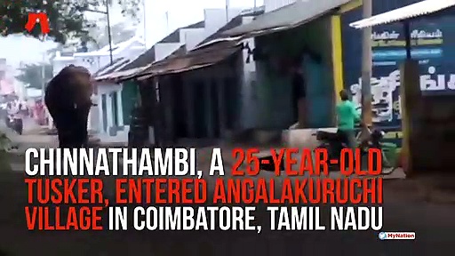 Wild elephant enters village in Tamil Nadu; people panic