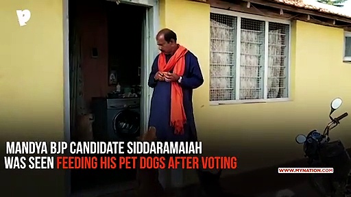 Karnataka by-election: Mandya BJP candidate Siddaramaiah feeds dogs after casting vote (Video)