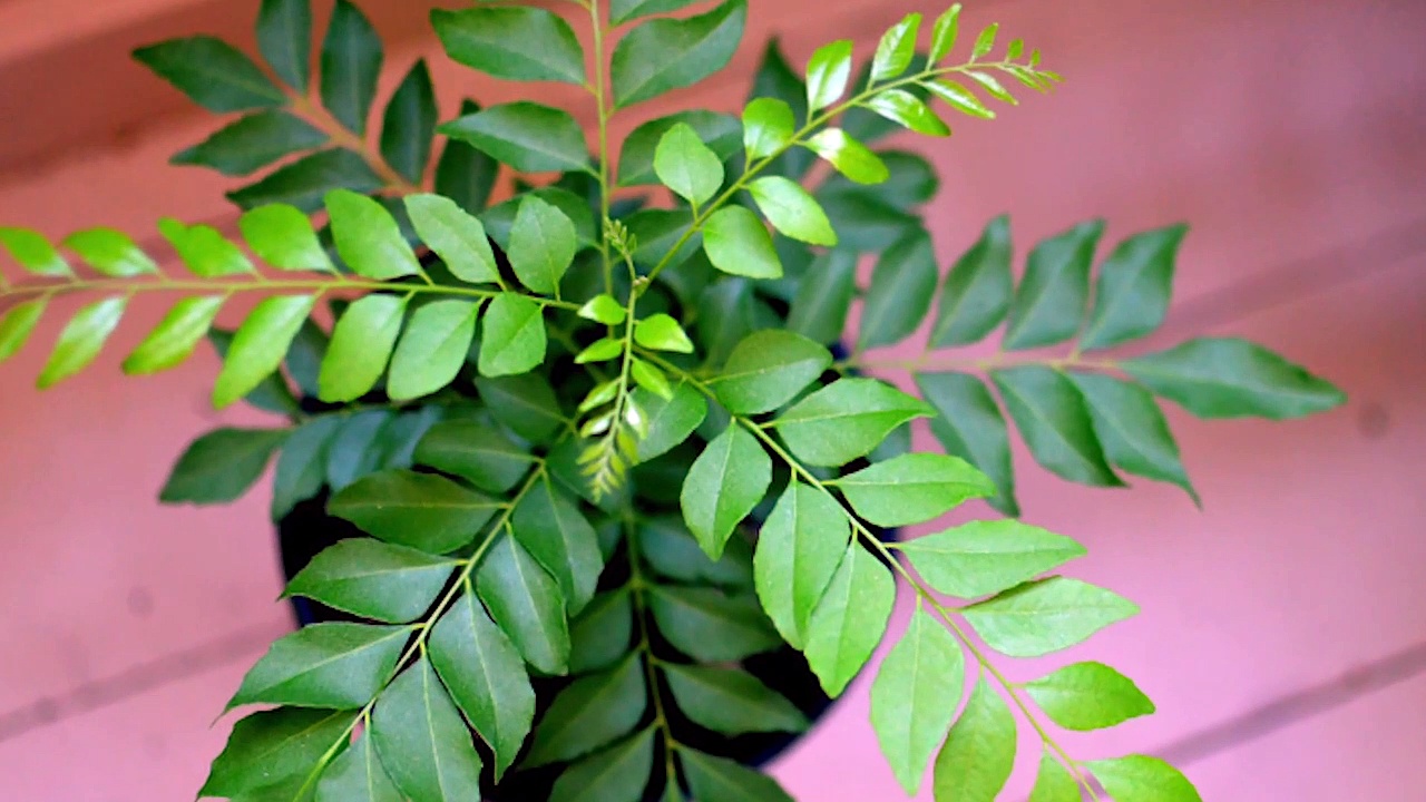 अपने घने काले बालों को सफेद होने से कुछ इस तरह बचाइए