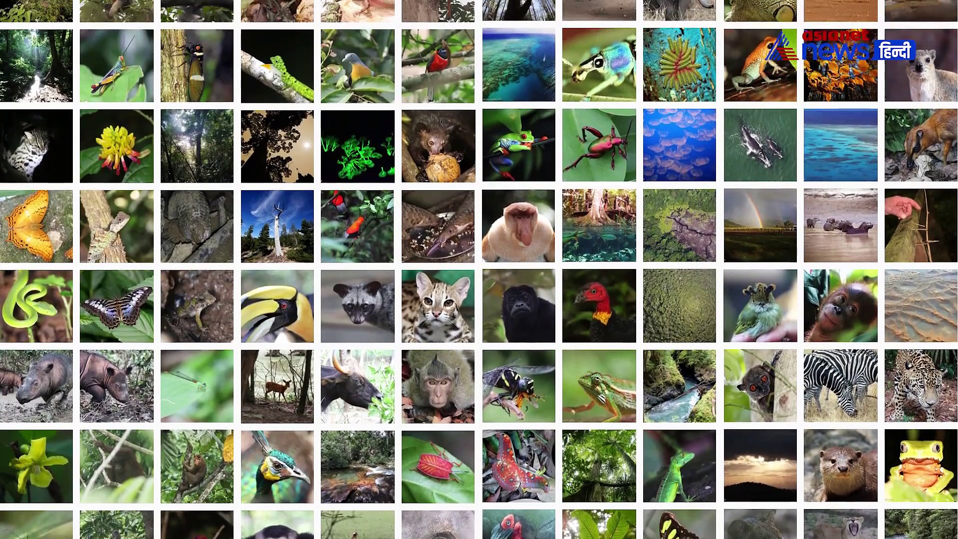 दुनिया के ऑक्सीजन भंडार में लगी आग