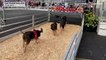 Pig races popular at New Jersey state fair