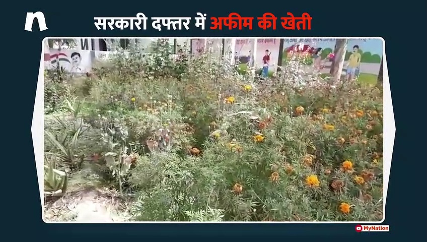 देवबंद में सरकारी दफ्तर में हो रही थी अफीम की खेती