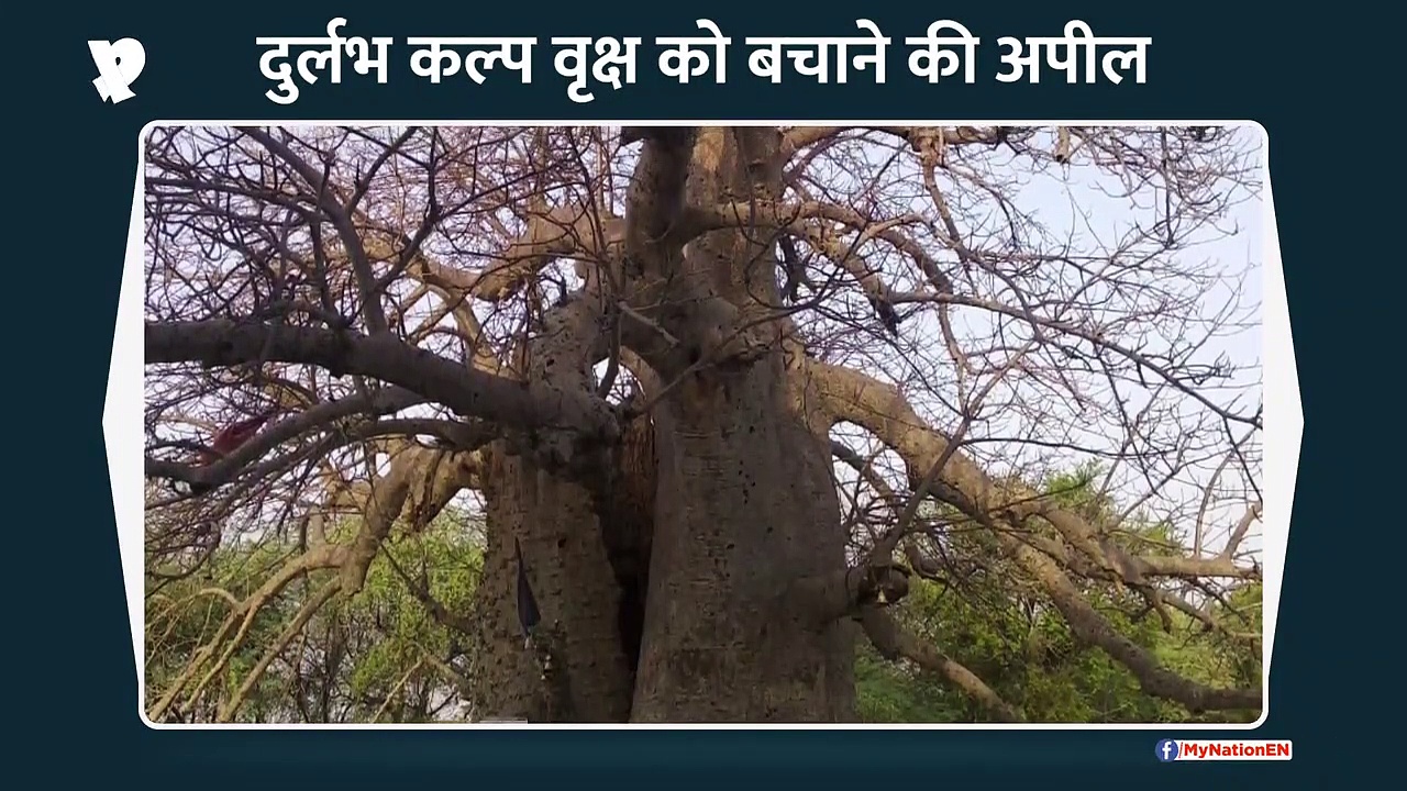 दुर्लभ कल्प वृक्षों को बचाने की गुहार