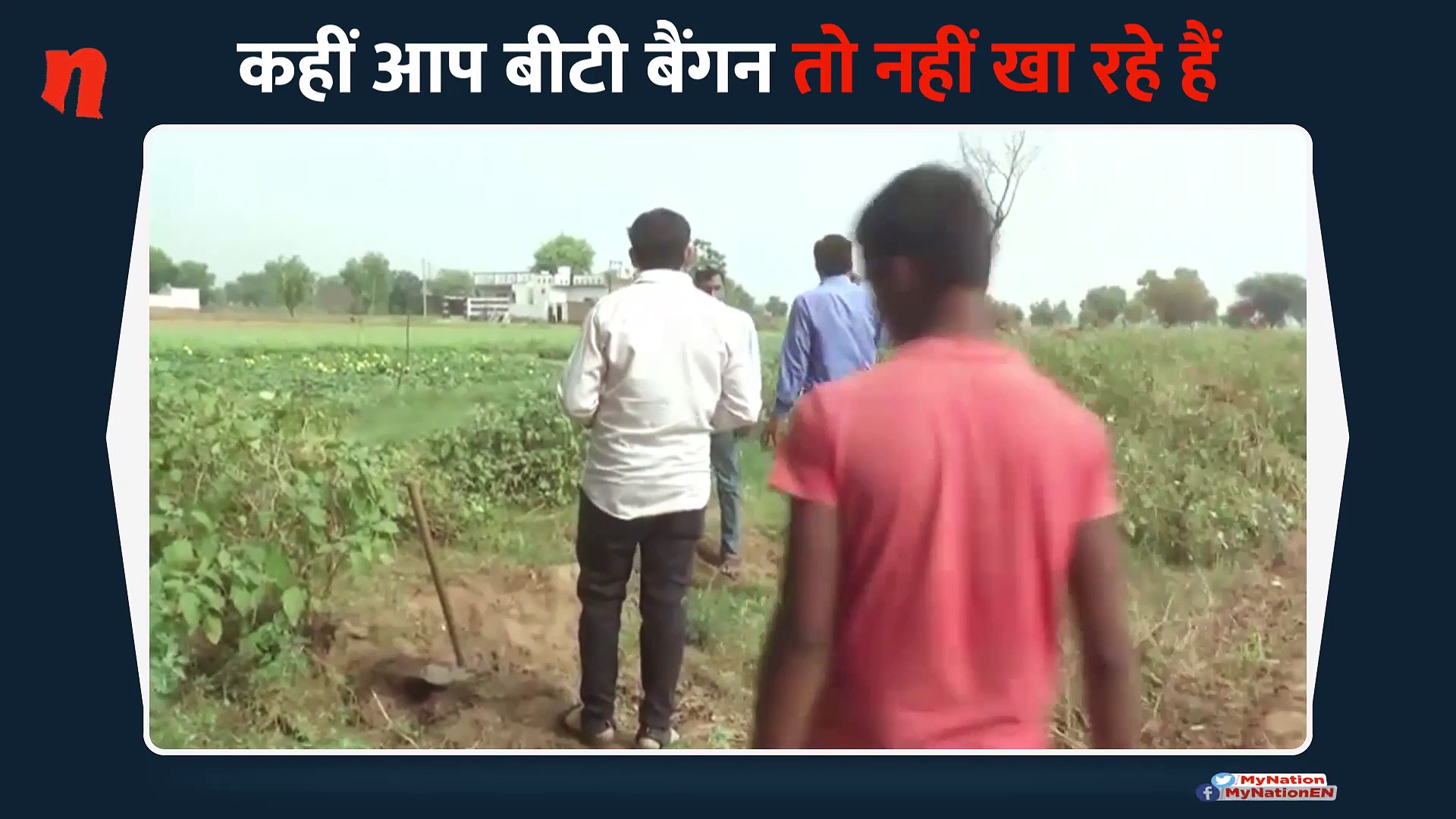 सावधान, कहीं आप भी तो नहीं खा रहे हैं बीटी बैंगन