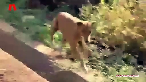 Stray dogs maul 2-year-old boy to death in Karnataka; angry villagers kill 8 dogs