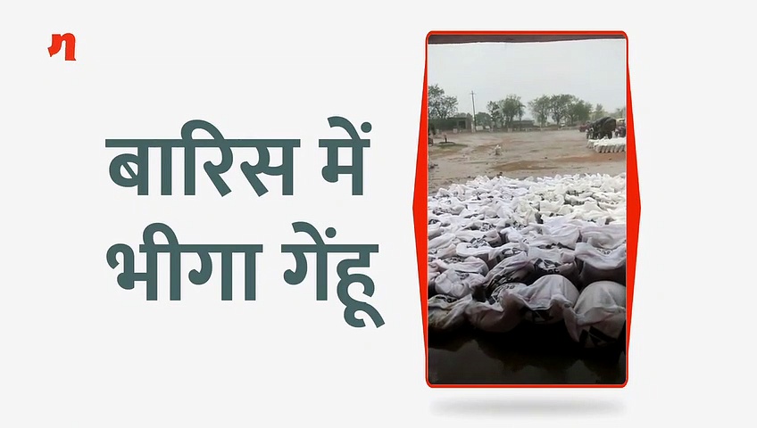 बारिश में भीगा गेंहू