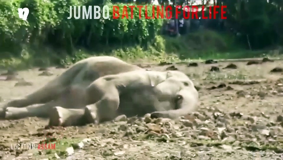 Wild elephant battling for life after getting electrocuted in Assam